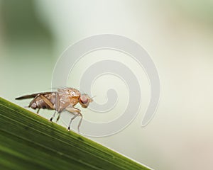Marsh fly on a blade of grass photo