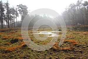 Orange Marsh landscape with river