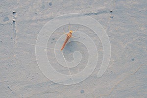 mayfly