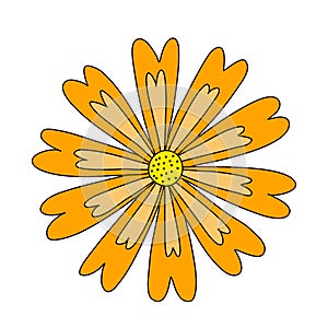 Orange meadow flower head, marigold or chrysanthemum, spring design element, vector