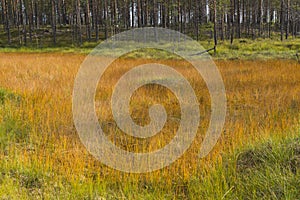 Orange meadow during summer with spuces