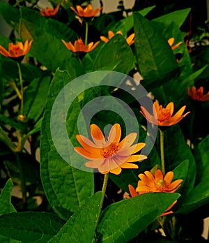 Orange Melampodium flowers bloom in the garden