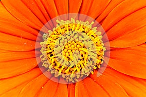 Orange Mexican sunflower Tithonia rotundifolia or Fiesta Del Sol flower detail macro photo with stunning intense orange colors photo
