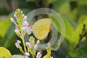The orange migrant butterfly (Catopsilia scylla) perched on a flower branch
