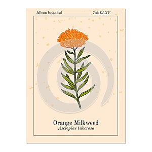 Orange milkweed Asclepias tuberosa , medicinal plant photo