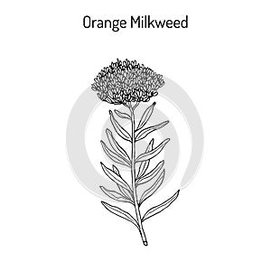 Orange milkweed Asclepias tuberosa , medicinal plant photo