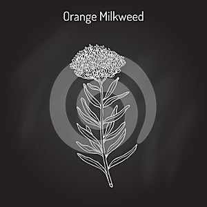 Orange milkweed Asclepias tuberosa , medicinal plant