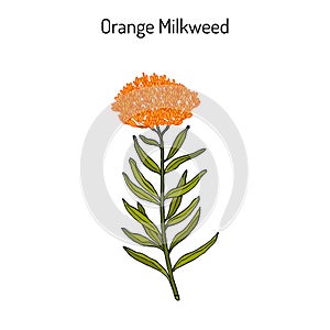 Orange milkweed Asclepias tuberosa , medicinal plant photo