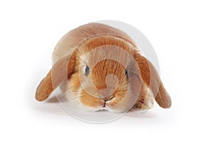Orange mini lop rabbit kit on isolated white background.