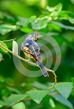 Orange Minivet female (Pericrocotus flammeus) bird perch rear view shot