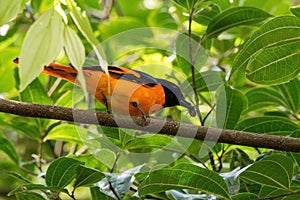 Orange Minivet Pericrocotus flammeus observed with prey in Munnar