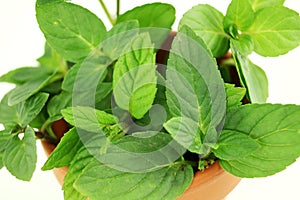 Orange mint herb in white background photo