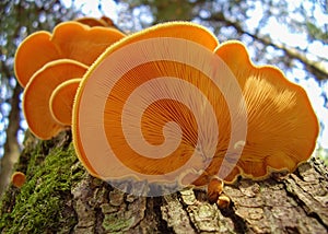 Orange mock oyster mushrooms on tree trunk viewed from below photo