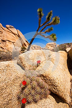 Orange Mohave Mound Cactus Flowers in Joshua Tree