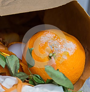 Orange with a mold and food garbage in paper bag on the table