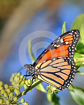 Orange Monarch Butterfly