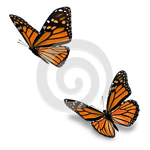 Orange monarch butterfly photo