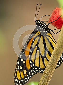 Orange monarch butterfly with black lines