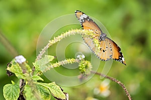 orange monarch butterfly on flower carpel