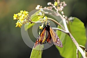 Orange monarch butterfly in migration