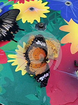 Orange Monarch Butterfly