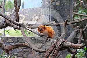 Orange monkey on a branch in captivity