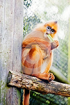 Orange Monkey in Captivity