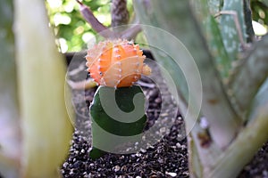 Orange Moon Cactus