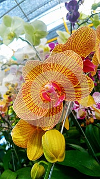 Orange moon orhid or  phalaenopsis, orchid, Phalaenopsis amabilis