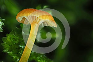 The Orange Mosscap (Rickenella fibula) is an inedible mushroom