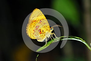 Orange moth butterfly