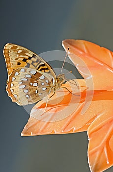 Orange moth or butterfly