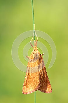 Orange moth