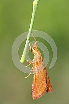 Orange moth