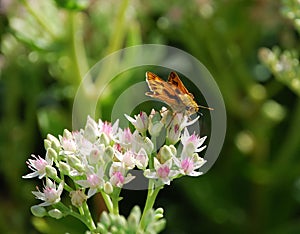 Orange moth on flower
