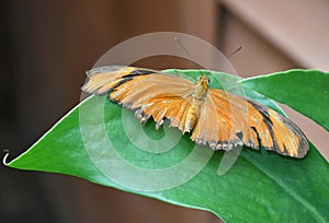 Orange Moth II