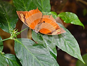 Orange Moth