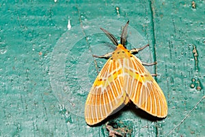 Orange moth on wall