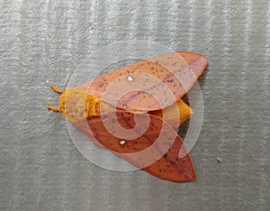 Orange moth with white spots