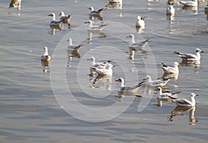 Orange mouth and black tail from group of white seagull background soft focus floating
