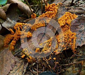 An orange moving plasmodium of a slime mold on a dead leaf photo