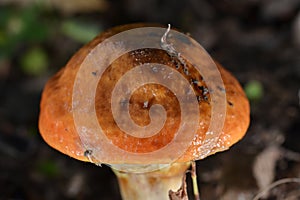 Orange mushroms a close up
