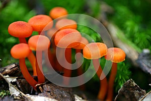 Orange mushroom