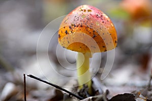 Orange Mushroom