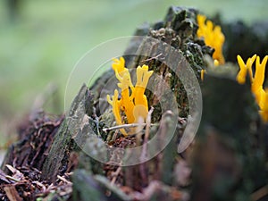 Orange mushroom calocera vistsosa photo