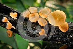 Orange mushroom or Champagne mushroom in rain forest