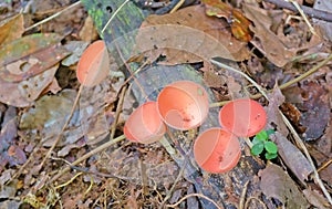 Orange mushroom (Champagne mushroom) in rainforest