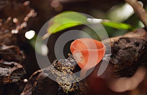 Orange mushroom (Champagne mushroom) in rainforest