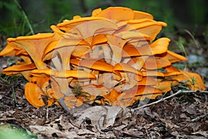 Orange Mushroom Colony