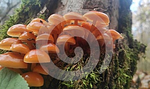 Orange mushroom colony on tree